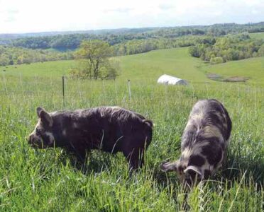 A Passion for Heritage Pigs Image